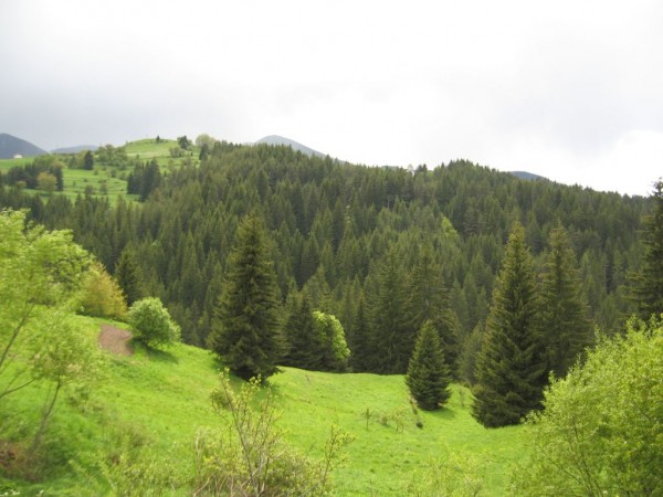 rodopa gor