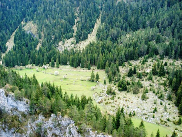 rodopi