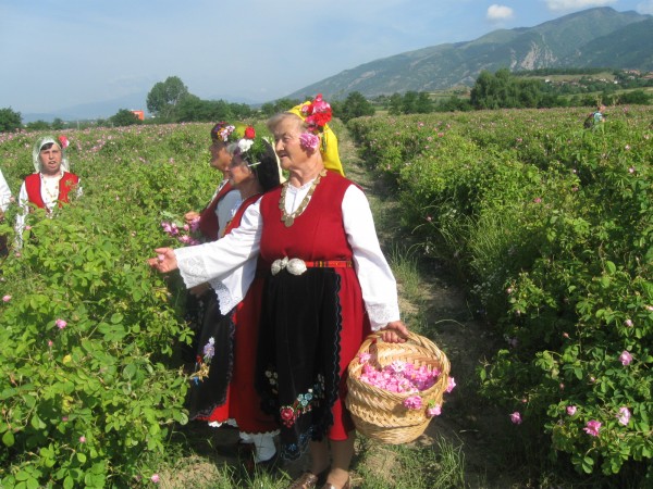 Казанлык - Долина роз в сезон сбора роз