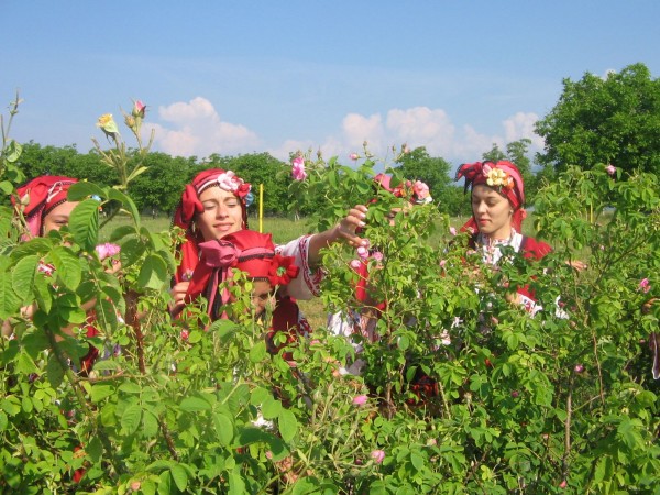 Казанлык роз - туристический символ Болгарии