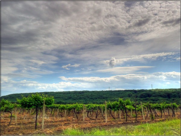 виноградники