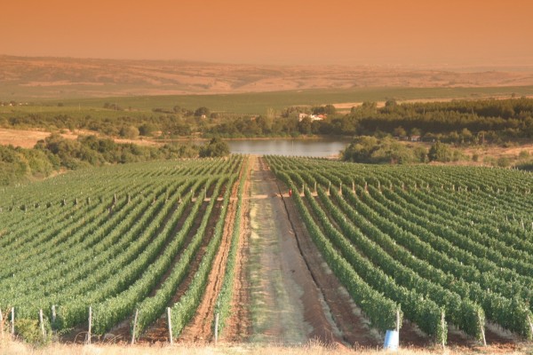 виноградники в болгарии